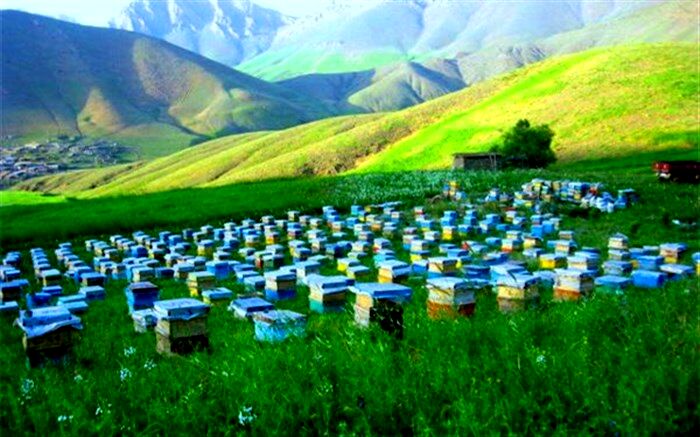 کوچ زنبورداران گیلانی از مناطق قشلاقی به ییلاقی