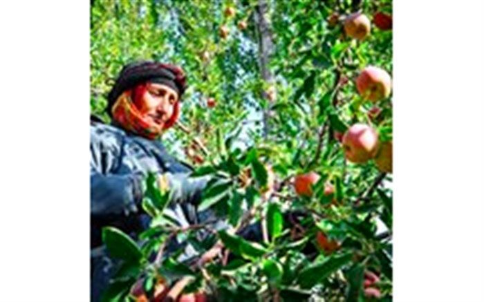 اجرای طرح آمارگیری از فعالیت باغداری گیلان در سال 98