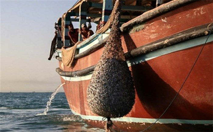 آغاز صید میگو در استان بوشهر