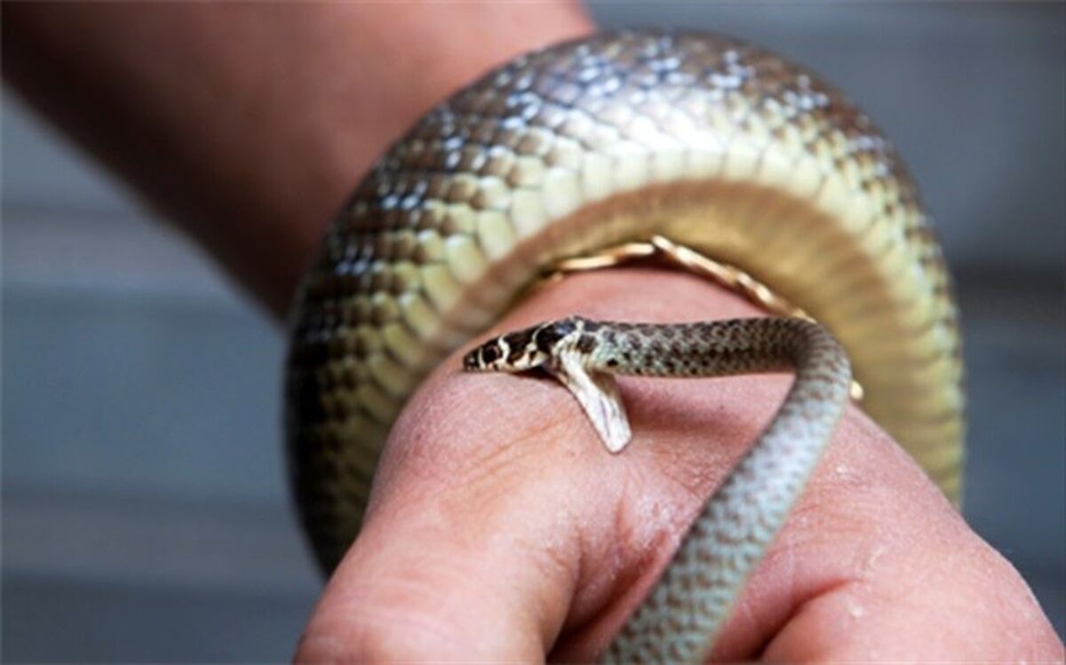 شفای بدن‌های زهرآگین
