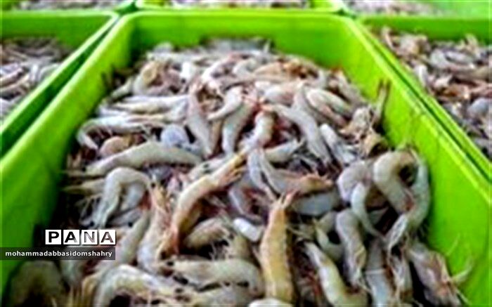 ۵۰ هزار تن میگو امسال در کشور تولید می شود