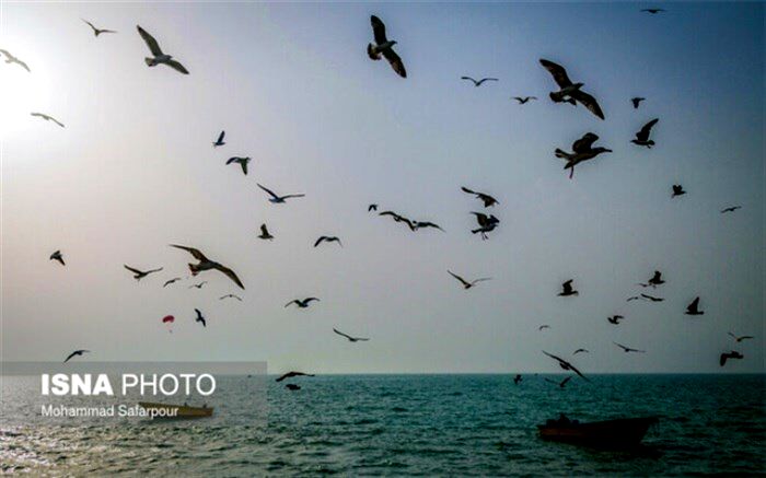 زیستگاه‌های حساس ساحلی و دریایی کشور معرفی می‌شوند
