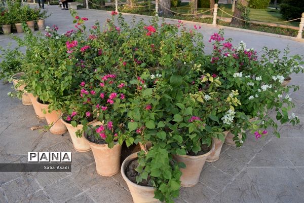 باغ ارم زیبایی چهار فصل شیراز