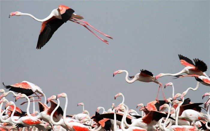 پرواز فلامینگوها بر فراز دریاچه مهارلوی شیراز
