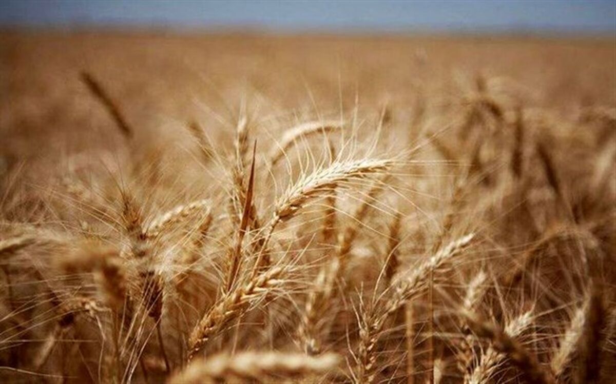 ۷۲۰ میلیارد ریال مطالبه گندم‌کاران آذربایجان‌غربی پرداخت شد