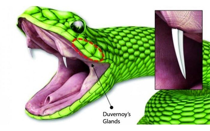 ابداع سوزن تزریق جدید با الهام از نیش مار + تصویر