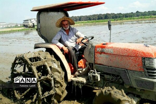 ‍ آغاز فصل برداشت برنج  روستاهای محمودآباد
