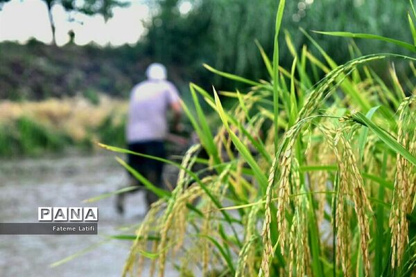‍ آغاز فصل برداشت برنج  روستاهای محمودآباد