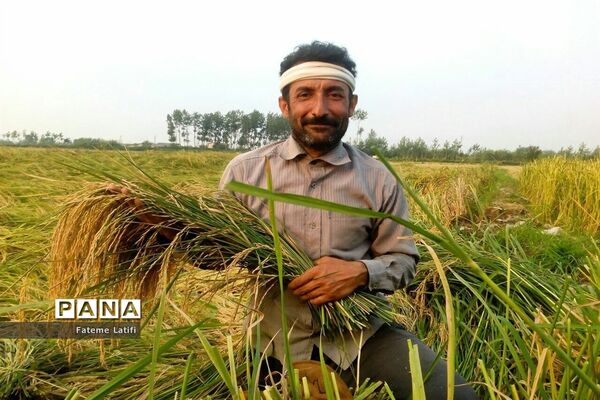 ‍ آغاز فصل برداشت برنج  روستاهای محمودآباد