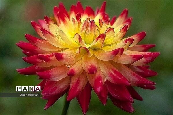نمایشگاه گل‌های تزیینی کاسپین زنجان