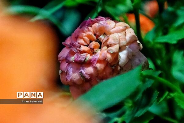 نمایشگاه گل‌های تزیینی کاسپین زنجان