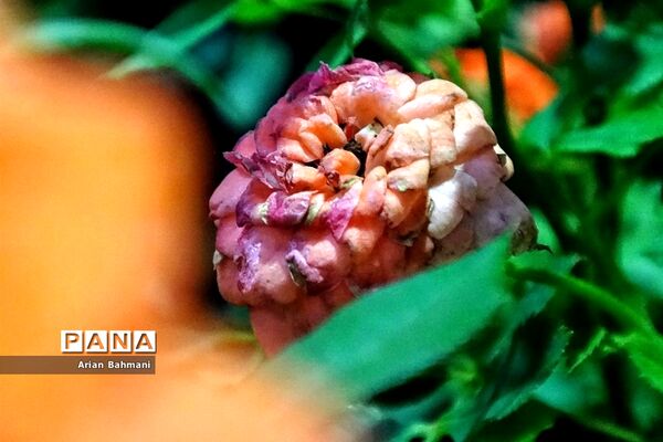 نمایشگاه گل‌های تزیینی کاسپین زنجان