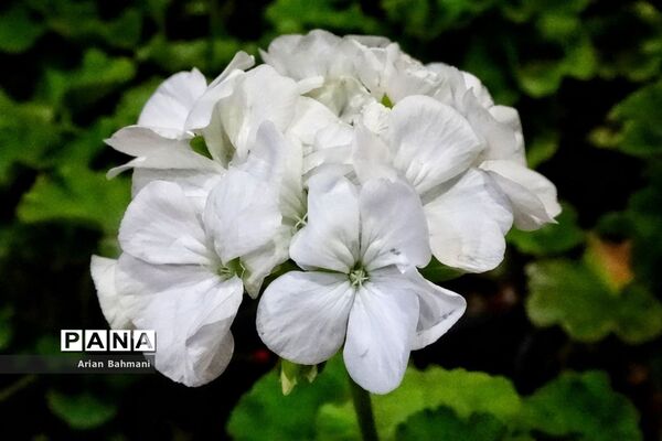 نمایشگاه گل‌های تزیینی کاسپین زنجان