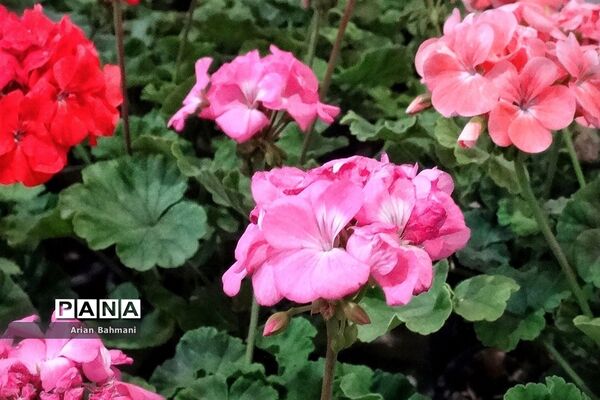نمایشگاه گل‌های تزیینی کاسپین زنجان