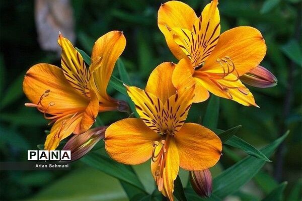 نمایشگاه گل‌های تزیینی کاسپین زنجان