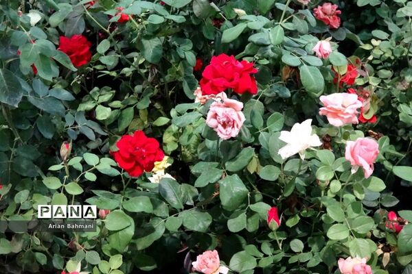 نمایشگاه گل‌های تزیینی کاسپین زنجان