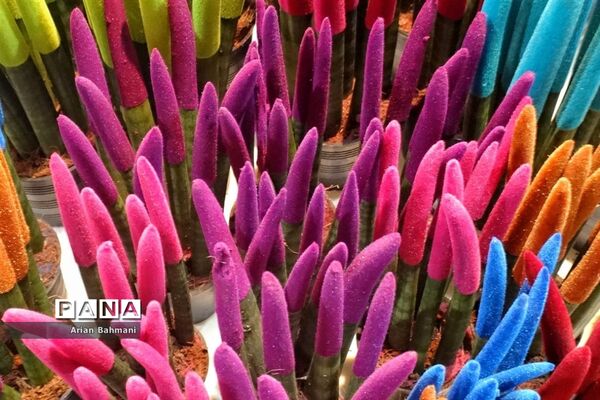نمایشگاه گل‌های تزیینی کاسپین زنجان