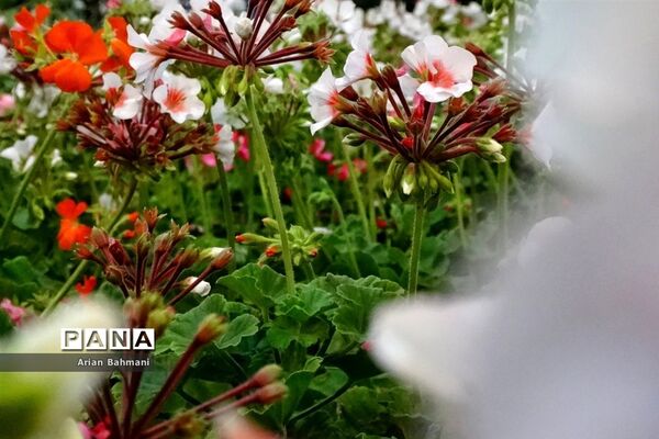 نمایشگاه گل‌های تزیینی کاسپین زنجان
