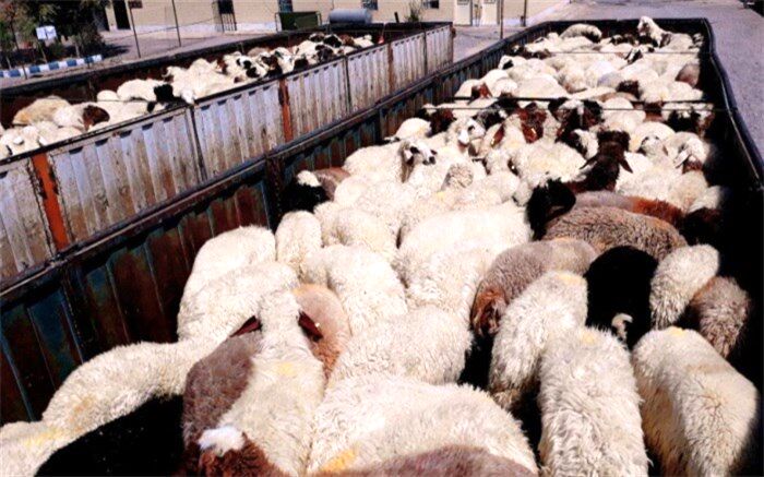 متوسط قیمت دام زنده برای عید قربان 42 هزار تومان است
