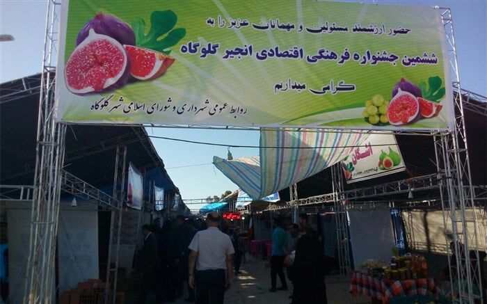 ششمین جشنواره انجیر در گلوگاه آغاز شد