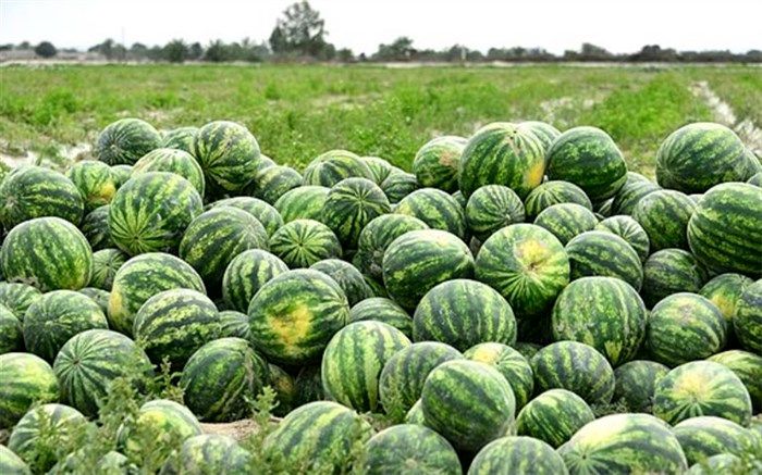 اشباع بازار داخلی یا به صرفه نبودن صادرات؛ متهم اصلی صف بی‌انتهای هنداونه‌ها کیست