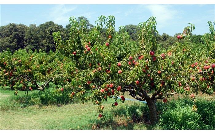 برداشت 39285 تن هلو از 3100 هکتار باغ در آذربایجان شرقی