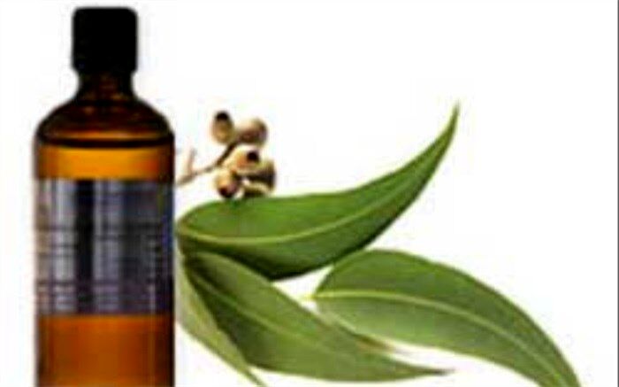 خواص درمانی اکالیپتوس