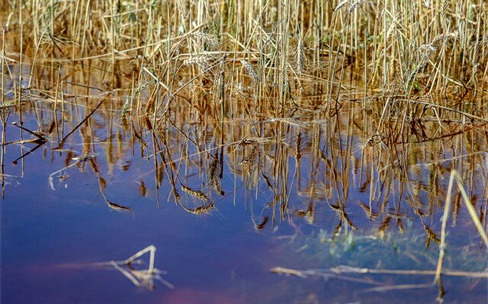 پرداخت تسهیلات به کشاورزان خسارت دیده از سیل