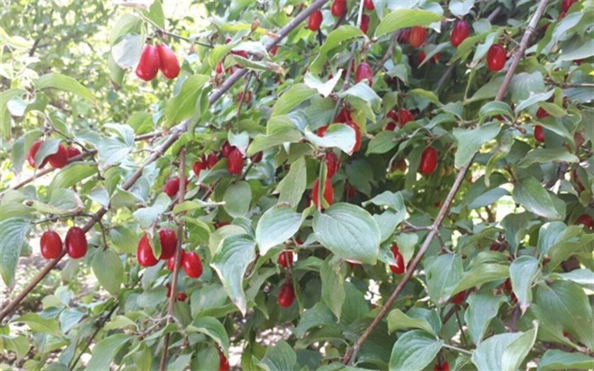 از مشکلات باغداران  تا شناسایی و معرفی ژنوتیپ برتر زغال اخته در کلیبر