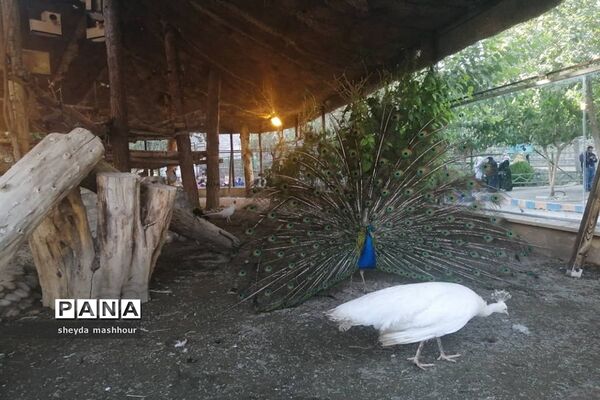 باغ وحش ارم تهران
