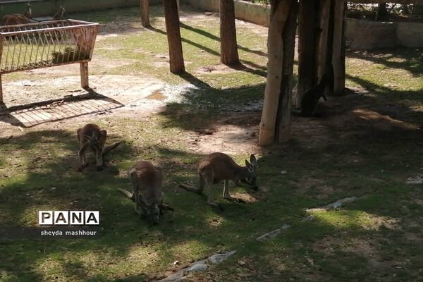 باغ وحش ارم تهران
