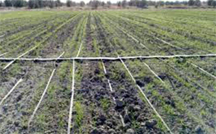 آغاز کشت پاییزه در ۸۸ هزار هکتار از اراضی چهارمحال و بختیاری