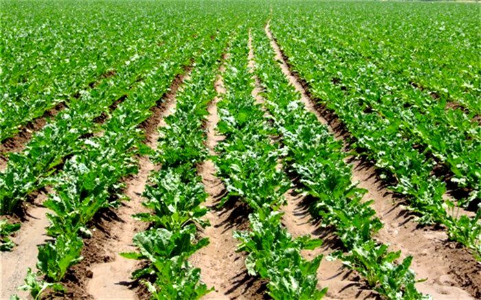 کاشت چغندر پاییزه در بیش از هزار هکتار از زمین های فارس