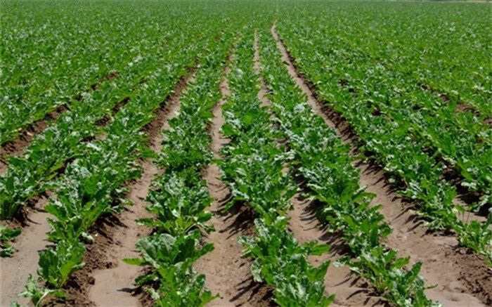 کاشت چغندر پاییزه در بیش از هزار هکتار از زمین های فارس