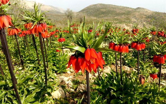 4  اثر طبیعی کهگیلویه و بویراحمد در آثار ملی ثبت شد
