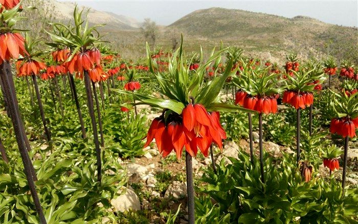 4  اثر طبیعی کهگیلویه و بویراحمد در آثار ملی ثبت شد