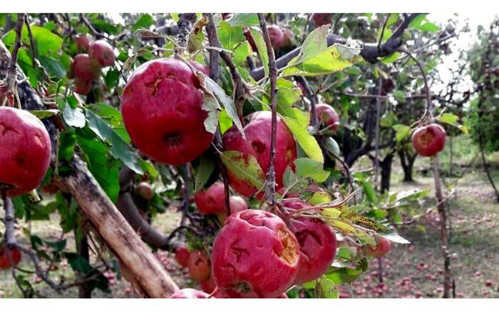 خسارت ۲۰۰ میلیارد تومانی بارش تگرگ و سیل به اراضی باغی و زراعی