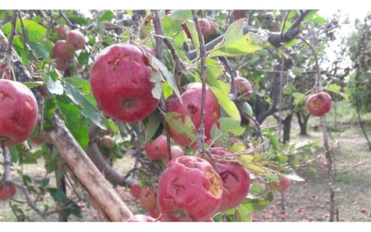 خسارت ۲۰۰ میلیارد تومانی بارش تگرگ و سیل به اراضی باغی و زراعی