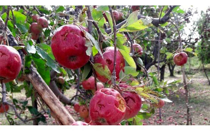 خسارت ۲۰۰ میلیارد تومانی بارش تگرگ و سیل به اراضی باغی و زراعی