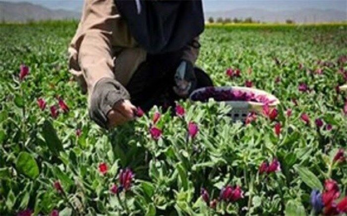 کشت گیاهان دارویی از اولویت‌های اصلی وزارت جهاد کشاورزی است