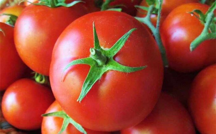 خرید حمایتی گوجه فرنگی ادامه دارد