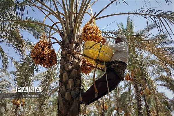 برداشت چهل تن  رُطَب و خرما، در  مهد نخلستان فارس