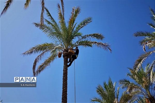 برداشت چهل تن  رُطَب و خرما، در  مهد نخلستان فارس