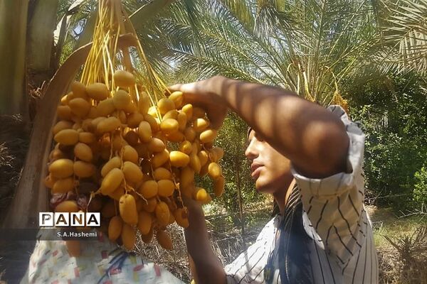 برداشت چهل تن  رُطَب و خرما، در  مهد نخلستان فارس