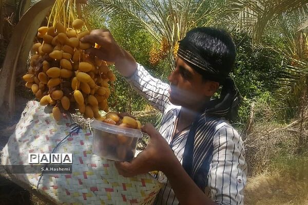 برداشت چهل تن  رُطَب و خرما، در  مهد نخلستان فارس