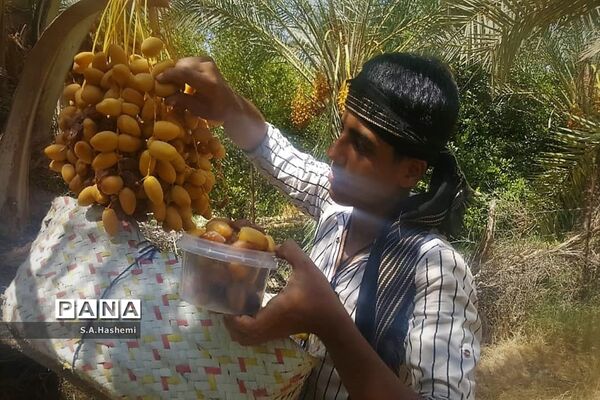 برداشت چهل تن  رُطَب و خرما، در  مهد نخلستان فارس