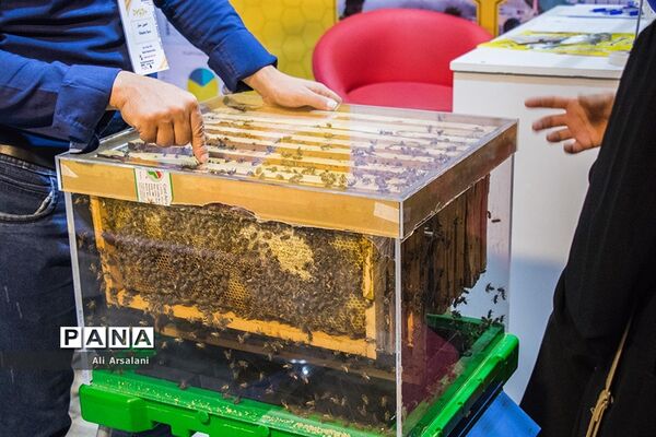 نمایشگاه بین المللی عسل در ارومیه