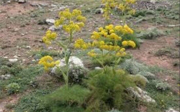 یک  تن  شیره  گیاه باریجه از سودجویان در البرز توقیف شد