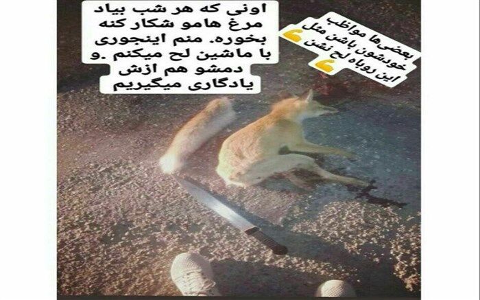 نشردهنده عکس روباه شکار شده در فضای مجازی تحت پیگرد قرار گرفت + تصویر