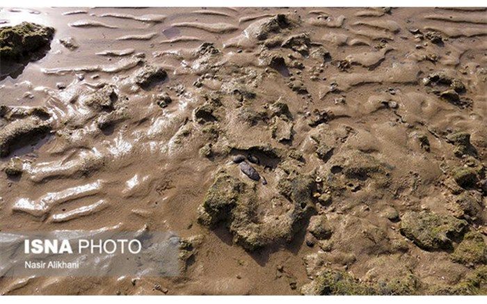 ترکیبات نفتی یا آبِ توازن؛ معمای این روزهای سواحل قشم